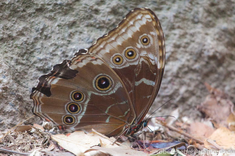 blue morpho